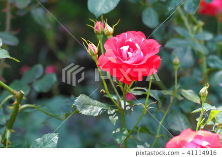 Roses of early summer Picasso's flowers 41114916