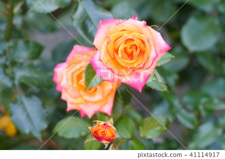 Flower of Baramain Munich in early summer Flower of Baramain Munich in early summer 41114917