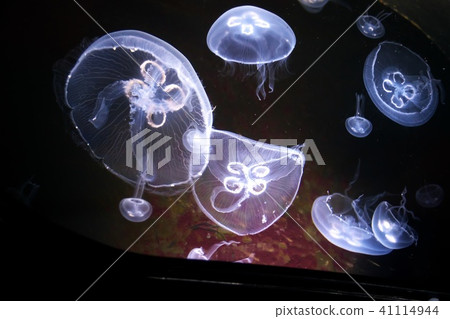 在Sanpiaza水族館很受歡迎 41114944