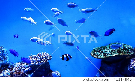 在Sanpiaza水族館很受歡迎 41114946