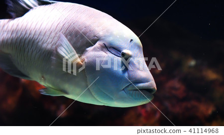 在Sanpiaza水族館很受歡迎 41114968