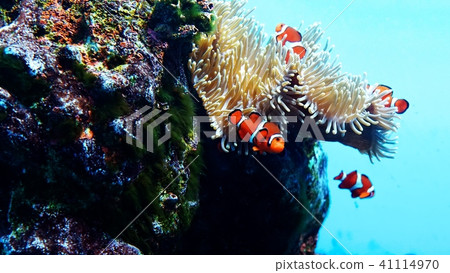 在Sanpiaza水族館很受歡迎 41114970