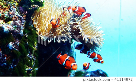 Popular in Sanpiaza Aquarium Popular in Sanpiaza Aquarium 41114972