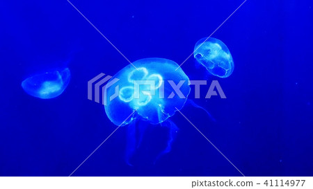 在Sanpiaza水族館很受歡迎 41114977