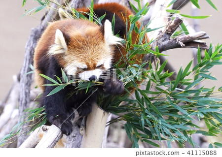 在丸山動物園的小熊貓 在丸山動物園的小熊貓 41115088