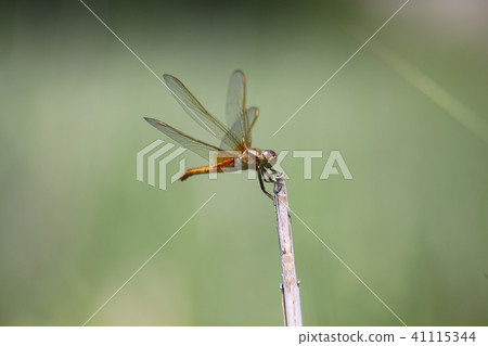 Shoujo dragonfly 41115344