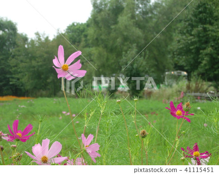 Cosmos flowers (in the Shinkotsugawa river line) 41115451
