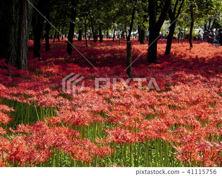 束帶的簇狀孤挺花 41115756