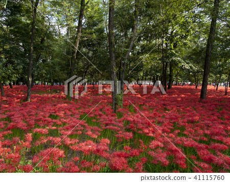 A cluster amaryllis of a drawstring A cluster amaryllis of a drawstring 41115760