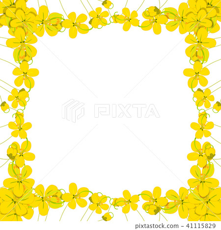Yellow Cassia Fistula Golden Shower Flower Border 41115829