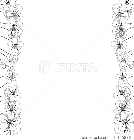 Cassia Fistula Golden Shower Flower Outline Border 41115830
