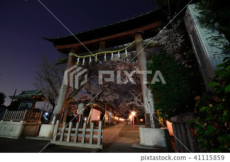 在Washimiya神社的櫻花在晚上 在Washimiya神社的櫻花在晚上 41115859