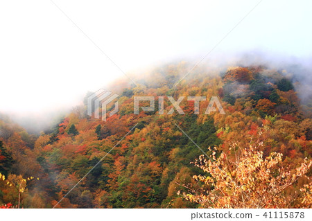 秋葉西澤谷 秋葉西澤谷 41115878