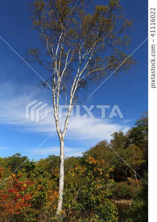 從在秋天時代的Shimoda時代的Tadami河的TEzen Oze橋樑的看法 41116022