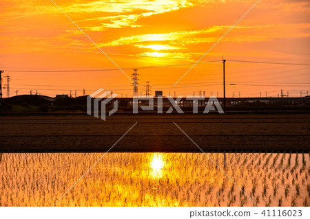 稻田八代市的日落和稻田的新幹線 41116023