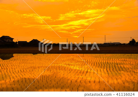 日落的稻田日落的稻田 41116024