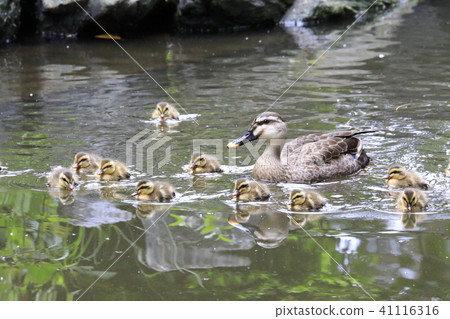 Chicks and babies of California on the 2nd day after birth 41116316