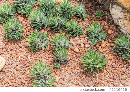 A group of Haworthia limifolia plante. 41116436