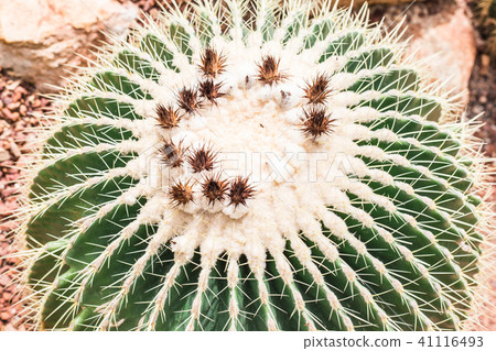 Golden Barrel Cactus or Echinocactus Grusonii Golden Barrel Cactus or Echinocactus Grusonii 41116493