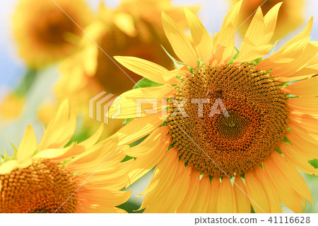  [Yamanashi Prefecture] Sunflower in Akeno 41116628