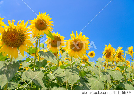  [Yamanashi Prefecture] Sunflower in Akeno 41116629