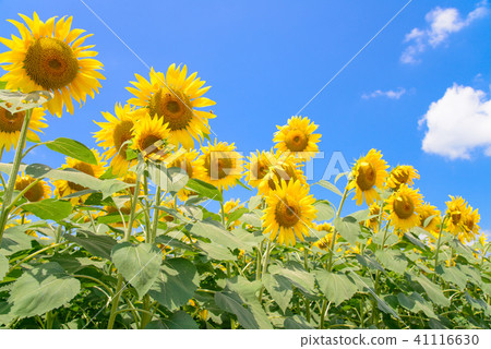  [Yamanashi Prefecture] Sunflower in Akeno 41116630