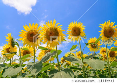  [Yamanashi Prefecture] Sunflower in Akeno 41116631