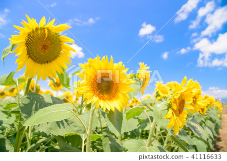  [Yamanashi Prefecture] Sunflower in Akeno 41116633