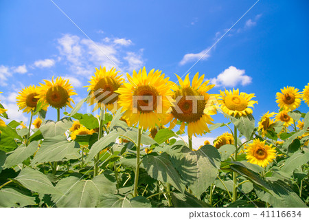  [Yamanashi Prefecture] Sunflower in Akeno 41116634