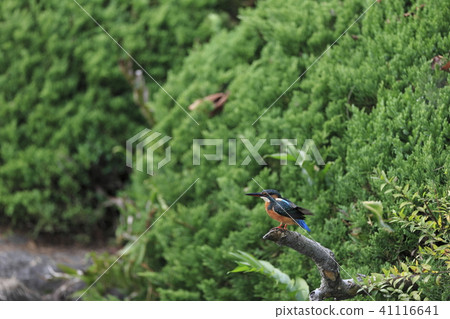 翠鳥 翠鳥 41116641