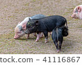 Little pigs play with each other 41116867