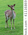 Young deer on the meadow 41116869