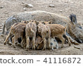 Boar mother suckles her boar 41116872