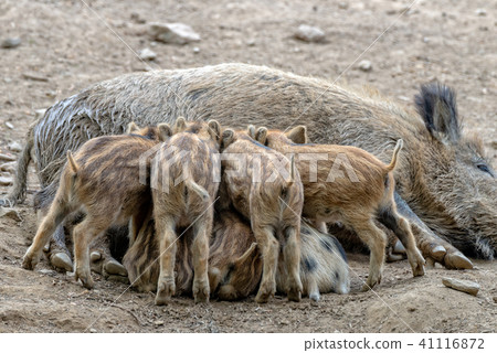 Boar mother suckles her boar Boar mother suckles her boar 41116872