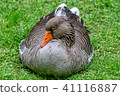 Duck is sitting in the meadow 41116887