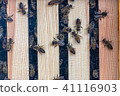 Bees work in the hive 41116903