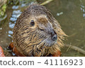 Nutria comes out of the water 41116923