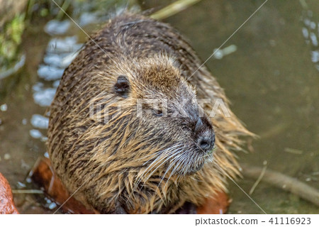 Nutria comes out of the water 41116923