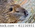 Nutria comes out of the water 41116931