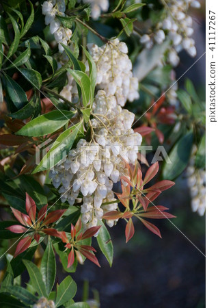 White cedar tree (Asebi) The flower language is "dedication" White cedar tree (Asebi) The flower language is "dedication" 41117267