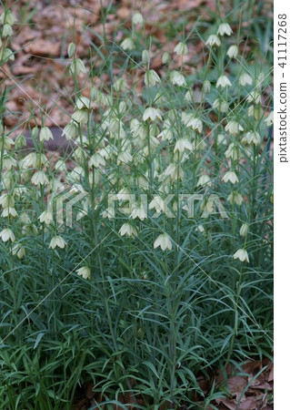 Yoragasa Yuri Shell Mother (Baito) The flower language is "talent" Yoragasa Yuri Shell Mother (Baito) The flower language is "talent" 41117268