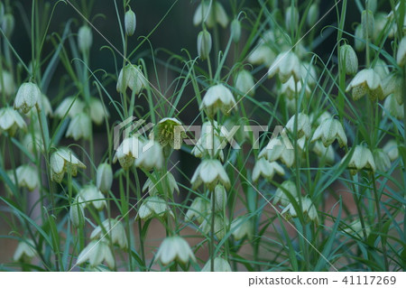 Yoragasa Yuri Shell Mother(Baito)花語是“天才” Yoragasa Yuri Shell Mother(Baito)花語是“天才” 41117269