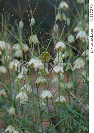 Yoragasa Yuri Shell Mother (Baito) The flower language is "talent" 41117270
