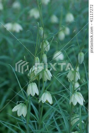 Yoragasa Yuri Shell Mother (Baito) The flower language is "talent" 41117272