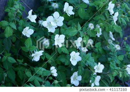 Kusaito Kusaito Flower language is "temptation" 41117280