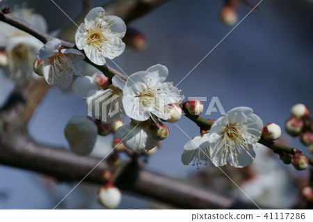 白梅花是“貴族” 白梅花是“貴族” 41117286
