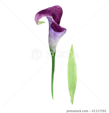 Purple callas. Floral botanical flower. Wild spring leaf wildflower isolated. Purple callas. Floral botanical flower. Wild spring leaf wildflower isolated. 41117391