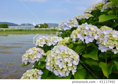 Hydrangea of hydrangea 41117492