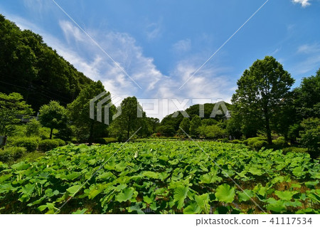Early summer medicine pond park lotus field 41117534