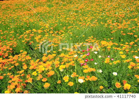 Hanabishi Hanabusa 41117740